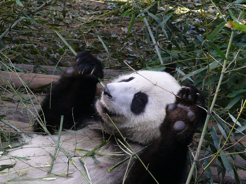 Pandas (029).jpg
